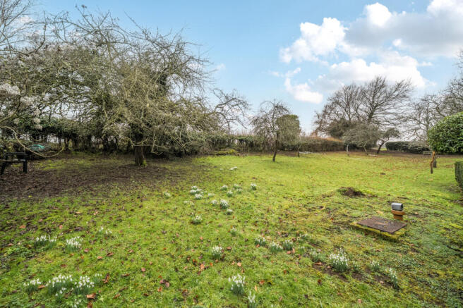 Orchard