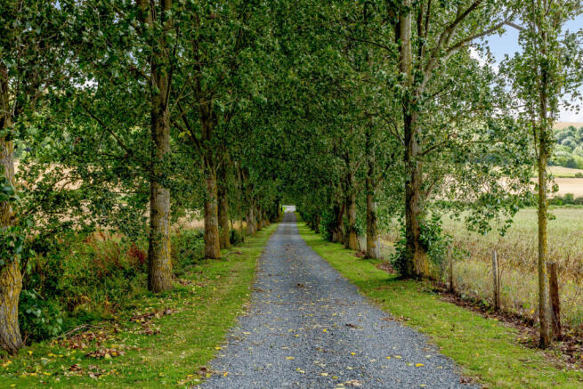 Tree Lined Drive