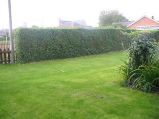 Side garden