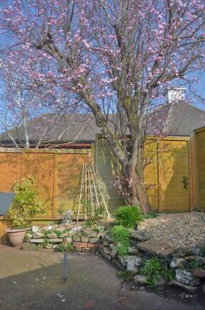 Cherry tree