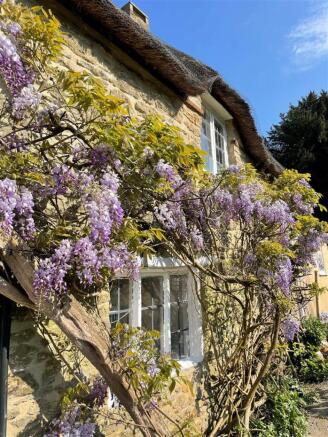 Wisteria photo from owner taken in summer c.jpg