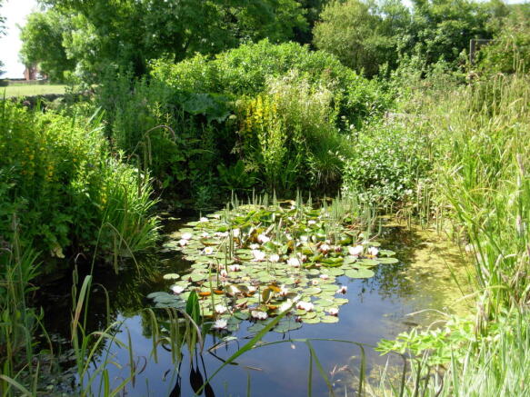 Pond