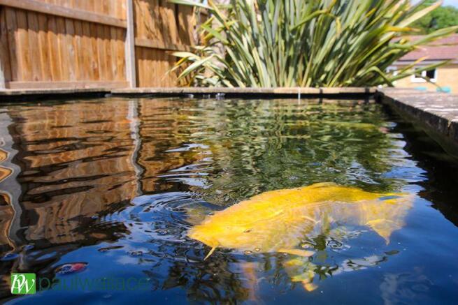 Koi