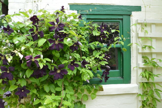 8 - Clematis