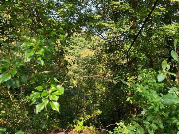 Woods Opposite