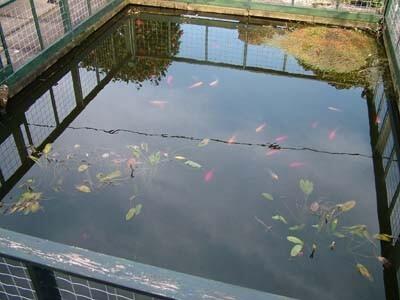 The Fish