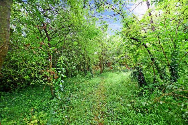 Natural Woodland Garden