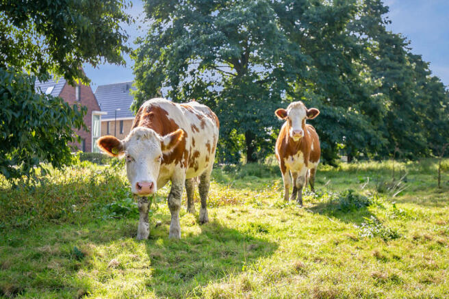 Graafkade 9 2926 PX KRIMPEN AAN DEN IJSSEL image 3