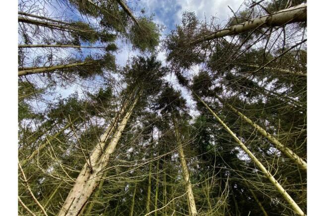 Woodland