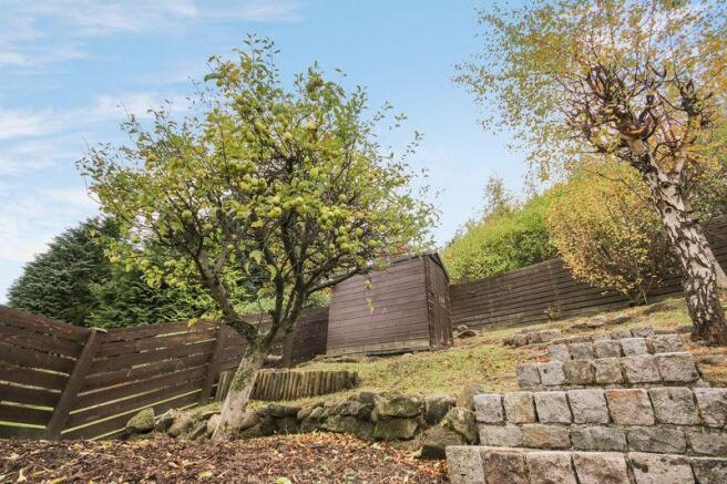 Apple Tree