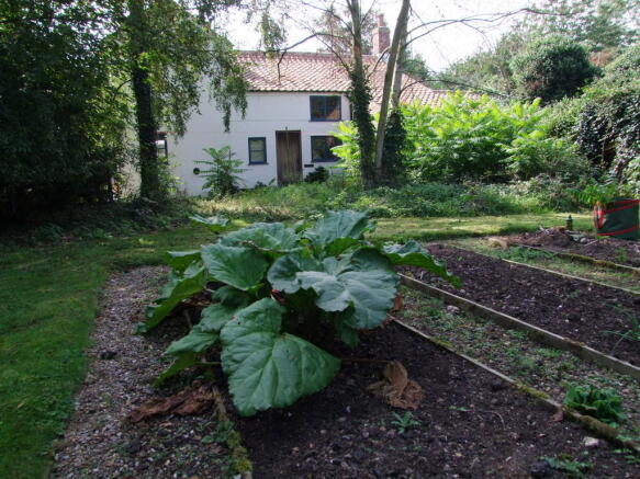 garden shot 3