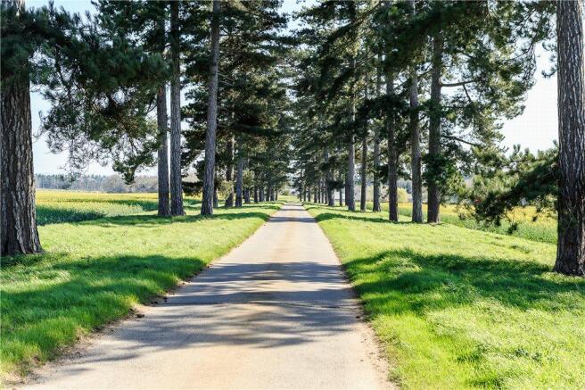 Tree Lined Driveway