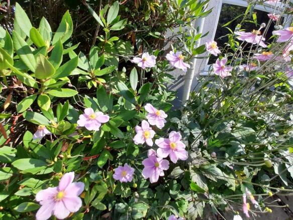 garden 4.jpg