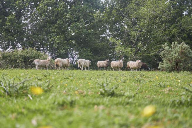 Sheep