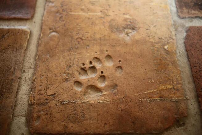 Paw prints