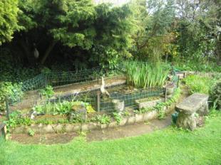 Garden Pond