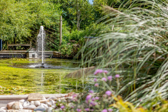 Pond
