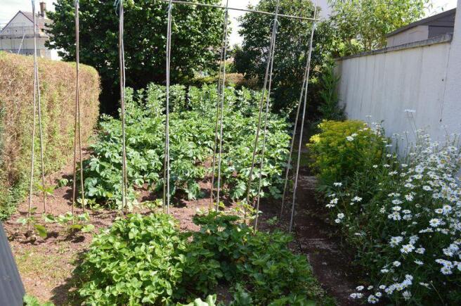 BROAD BEAN GARDEN