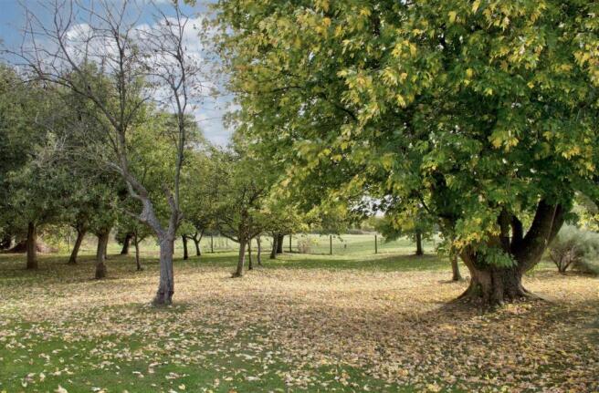 Orchard