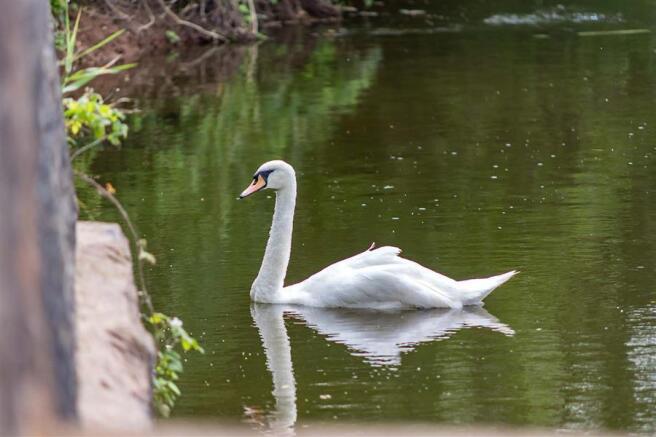 swan.jpg