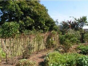 Garden 2