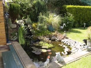 Pond inGarden