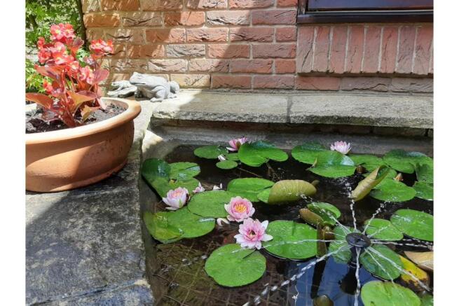 Pond
