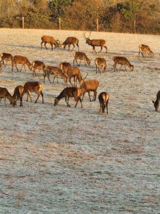 Deer Photo 1