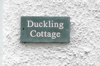 Duckling1
