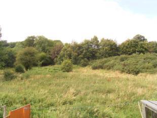 View From Garden