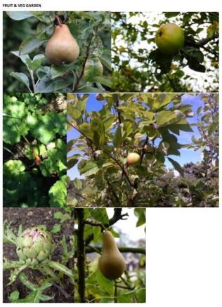 Fruit & Veg Garden.jpg