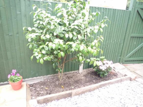 Photo 11