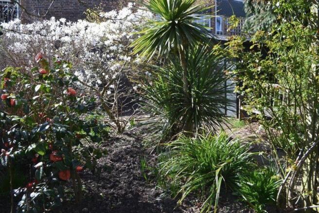 Shrubs