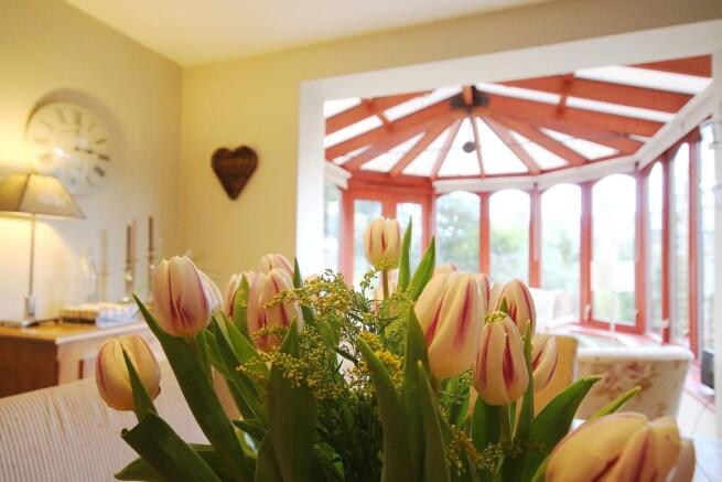 Tulips