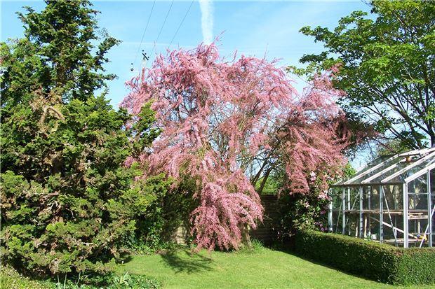 Garden in Bloom