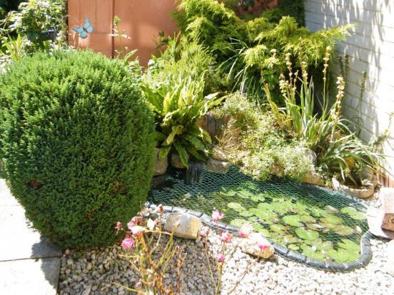 Feature Pond
