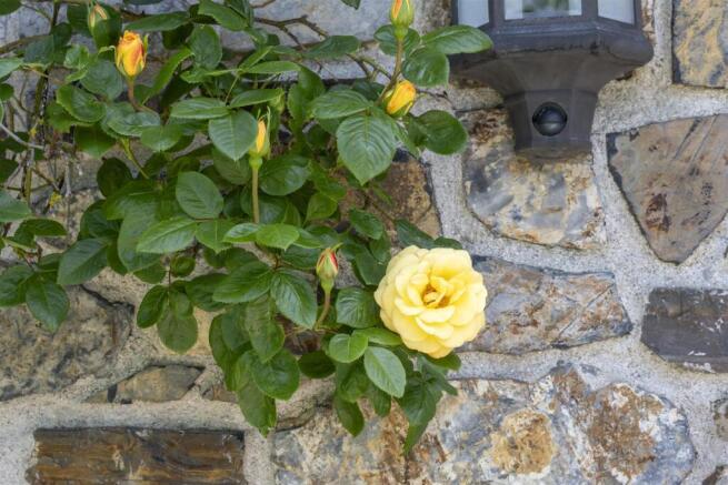Garden Room Rose