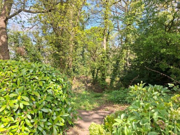 Woods 1 .jpg