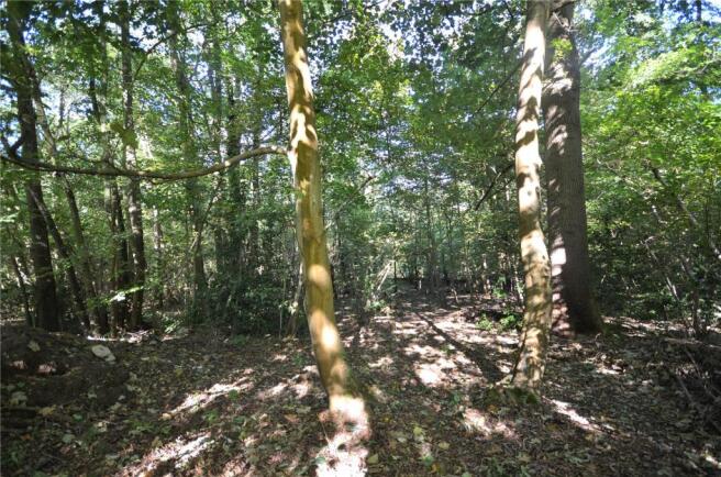 Woods