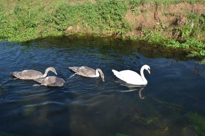 Swans