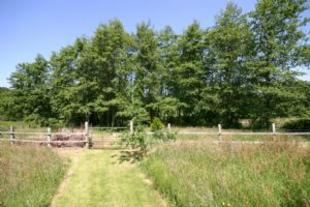 Woodland