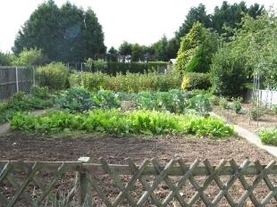Vegetable Plot
