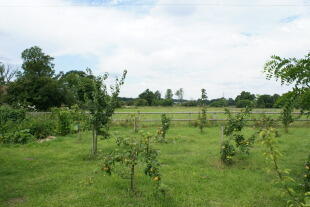 Orchard
