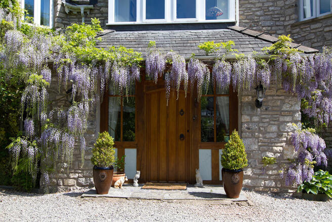 Wisteria  