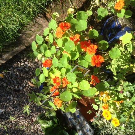Colourful Flowers