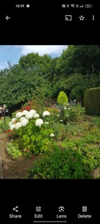 Garden in summer
