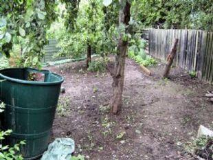 Fruit Trees