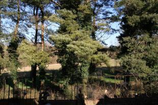 View from garden