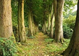 Avenue Of Trees