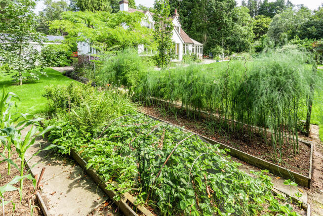 Vegetable Plot